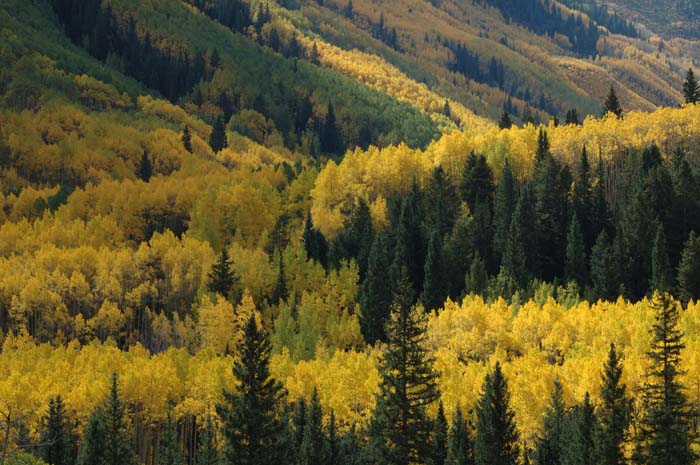 Patterns of aspen and pine glow in warm autumn light.&nbsp;